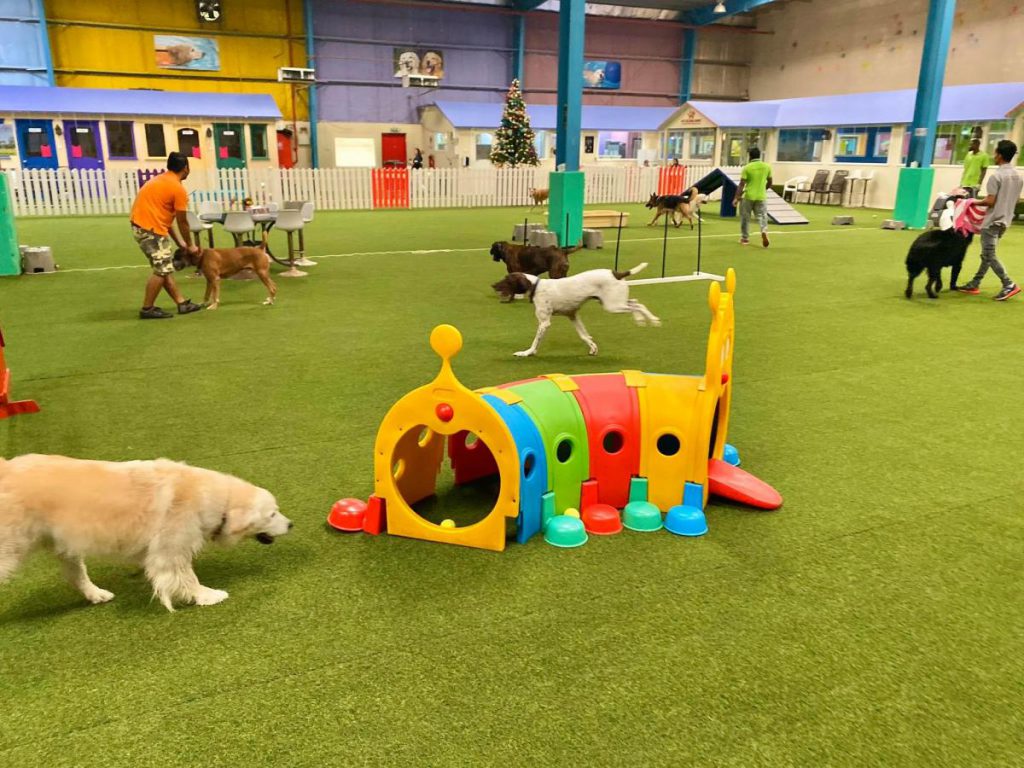 Indoor best sale dog run